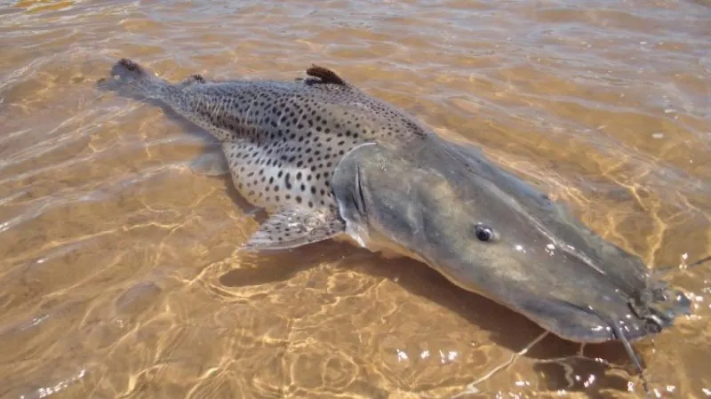 Surubim-Criacao-em-Cativeiro-e-Comercializacao